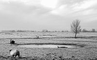 Schapen in de polderlandschap van Strijen in de Hoeksche Waard van MS Fotografie | Marc van der Stelt thumbnail