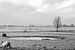 Schaap in het polderlandschap van MS Fotografie | Marc van der Stelt