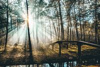 Ochtend dauw en zonnestralen Driebergen Zeist!