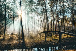 Rosée et soleil matinal Driebergen Zeist ! sur Peter Haastrecht, van