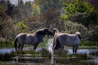 Konik Horses Cooling Off in Lentevreugd