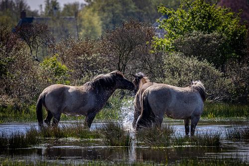 Konik paarden in bad van Joy of Light Photography