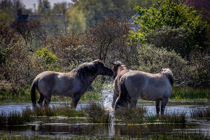 Chevaux Konik dans le bain par Joy of Light Photography