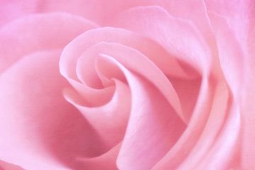 Rose swirls van LHJB Photography