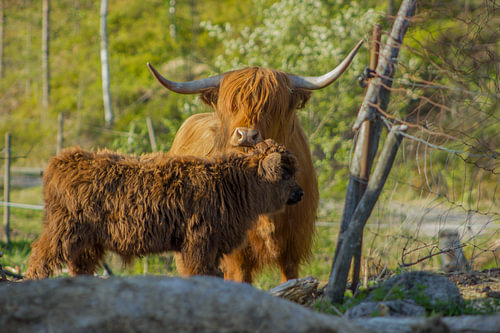 Mother and calf