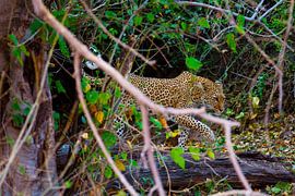 Luipaard door de bosjes by Dexter Reijsmeijer