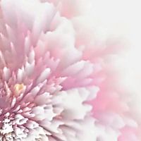 Soft and fluffy pink