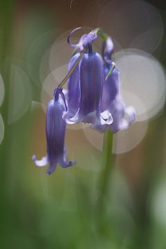 Purple Bluebell