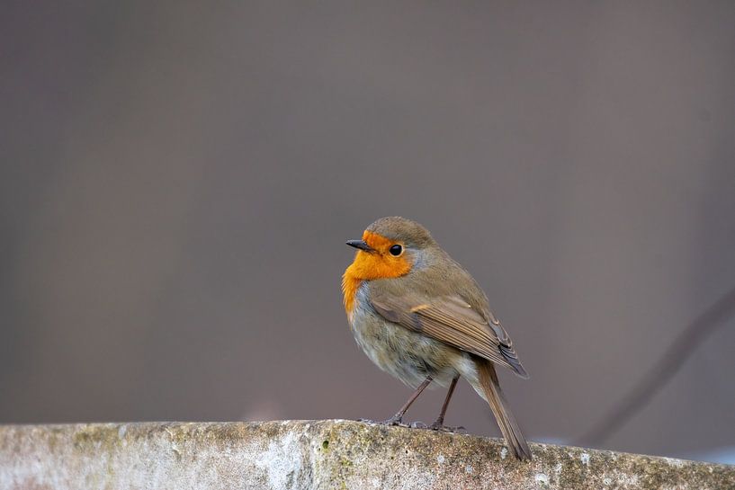 Roodborst van Merijn Loch