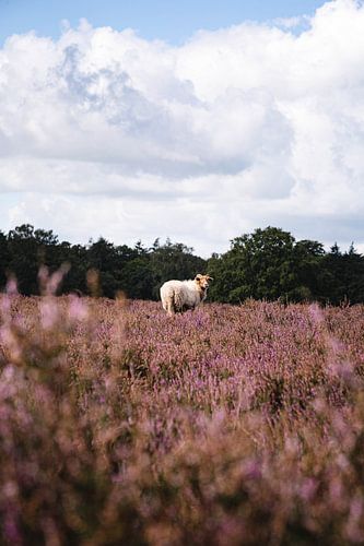 Portret van een Drents Heideschaap op de Hilversume hei bij Crailo, Bussum, Nederland