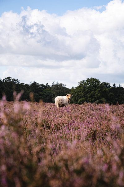 Portrait of a Drents Heideschaap on the Hilversume heath near Crailo, Bussum, the Netherlands by Evelien Lodewijks