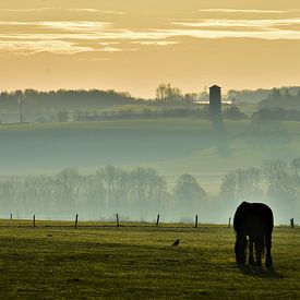 Morning in the Belgian Ardennes by Tony Van de Velde