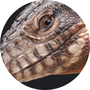 Rode Teju (Salvator rufescens)