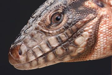 Rode Teju (Salvator rufescens) van Ronald Pol