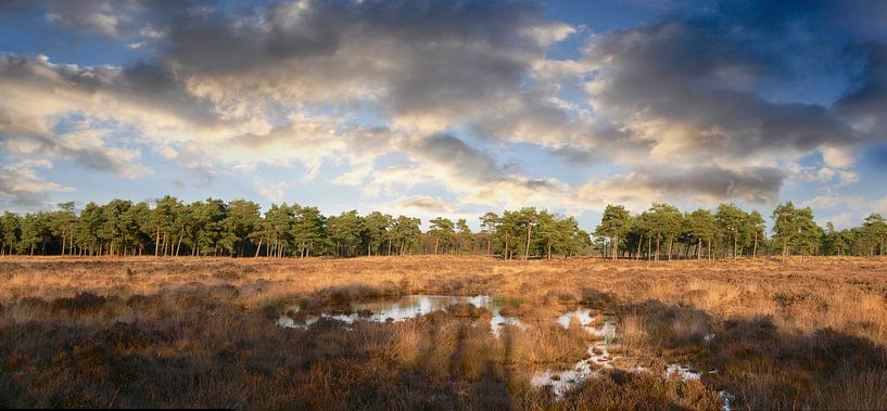 Heathland with fens by Corinne Welp