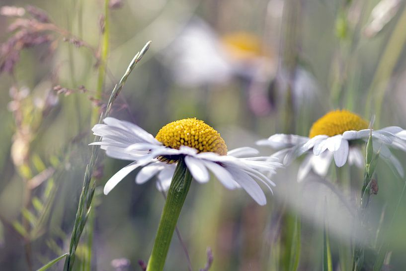 Margariten von Kurt Krause