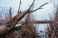 Nederland waterland van Annieke Slob thumbnail