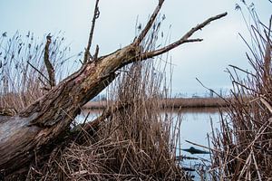 Nederland waterland
