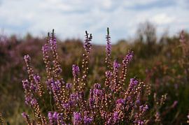 Heather flowers by Niels Berendsen