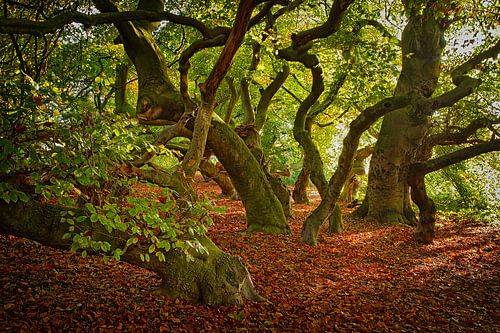 Arbres hexagonaux | vert | vert