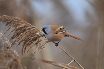 Bearded Tit (Panurus biarmicus) Baden-Württemberg by Frank Fichtmüller