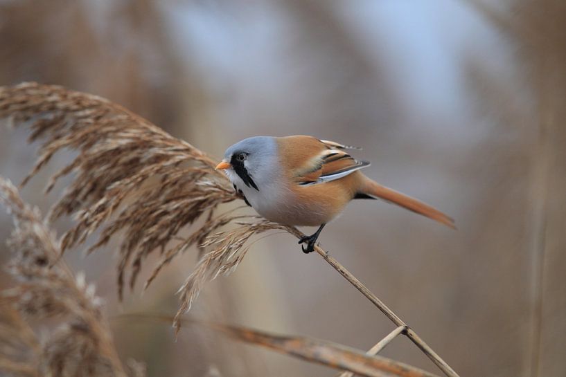 Baardman (Panurus biarmicus) Baden-Württemberg van Frank Fichtmüller