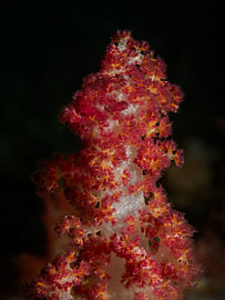 Dendronephthya sp. von Enak Cortebeeck