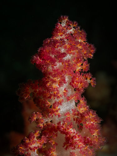 Dendronephthya sp.