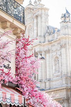 Pink flower canopy on spring day in Paris