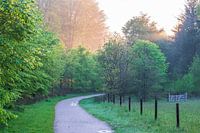 Forêt fumante sur l'Utrechtse Heuvelrug