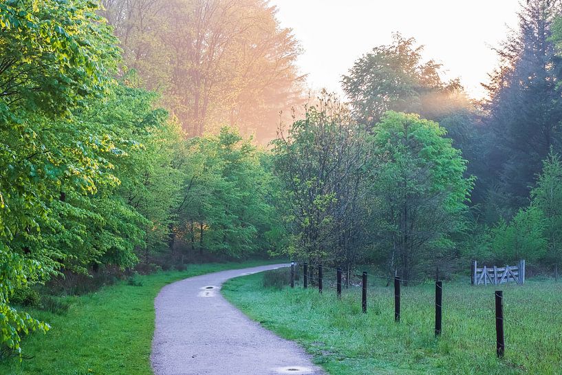 Dampend bos op de Utrechtse Heuvelrug van Bert van Wijk
