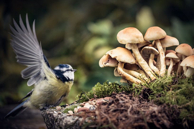 Tit to mushroom group by Jürgen Schmittdiel Photography