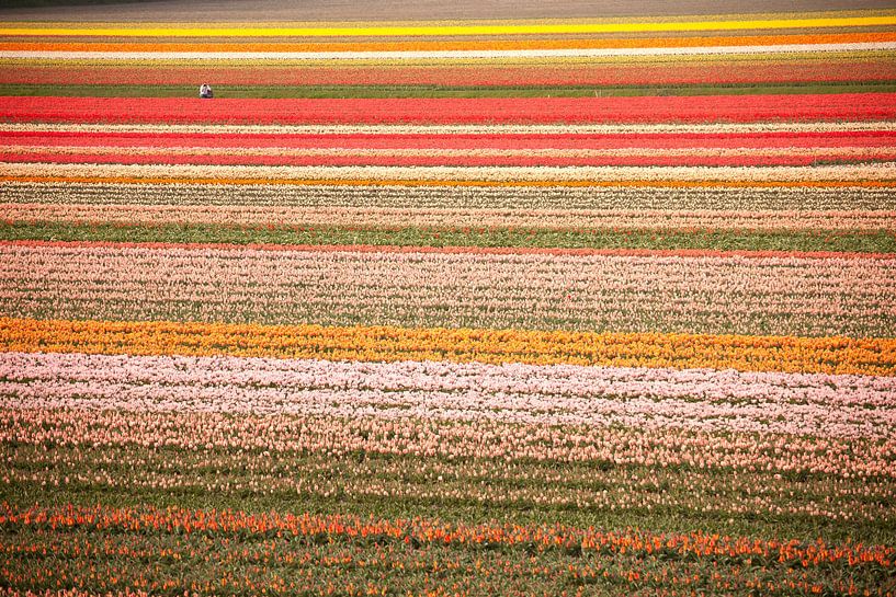 Tulip field at Keukenhof, Netherlands by Peter Schickert
