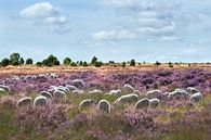 Sheep flock on flowering heathland by Teuni's Dreams of Reality thumbnail