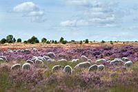 Schaapskudde op bloeiende heide