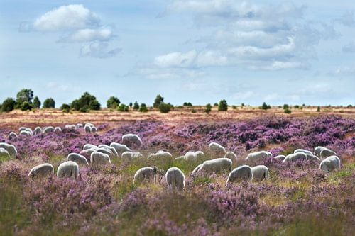 Sheep flock on flowering heathland