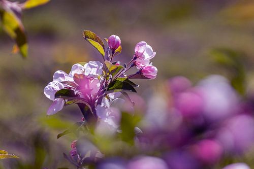 Bloesem, rose, paars.