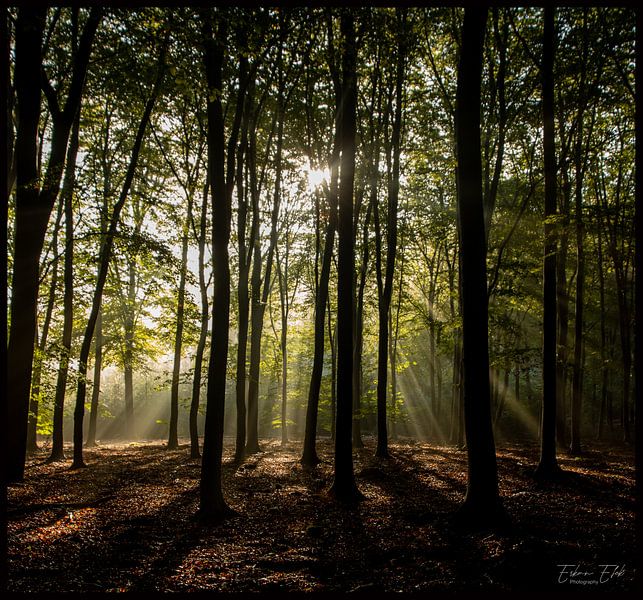 Mysteriöser Wald von EFFEKTPHOTOGRAPHY.nl