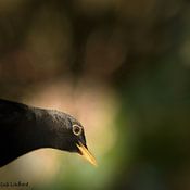 Erik Lindhout photo de profil