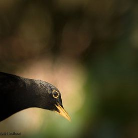 Erik Lindhout Profile picture