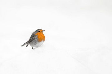 Roodborstje in de sneeuw. van Albert Beukhof