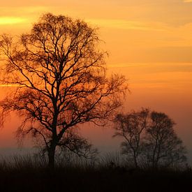 Sonnenaufgang in der Ginkel-Heide von Herman van Alfen