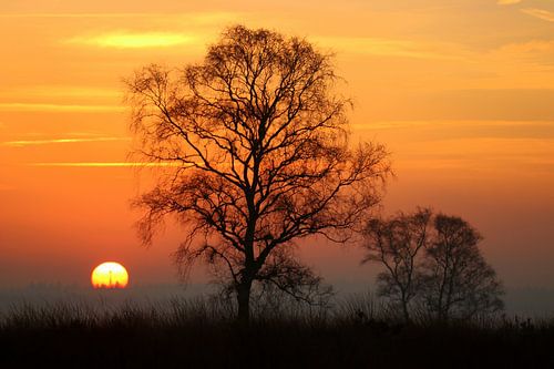 Sunrise on the Ginkel Heath