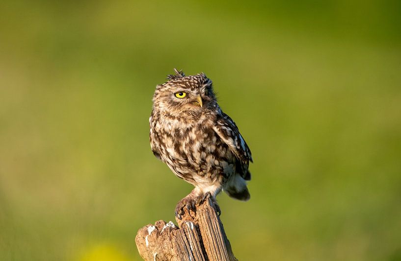 Eichhörnchen von Egbert Snijder