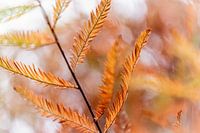 Conifeer in herfst met kleuring