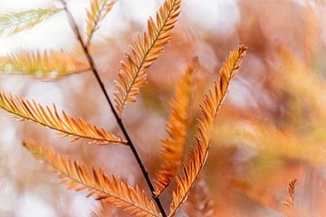 Conifère en automne avec coloration