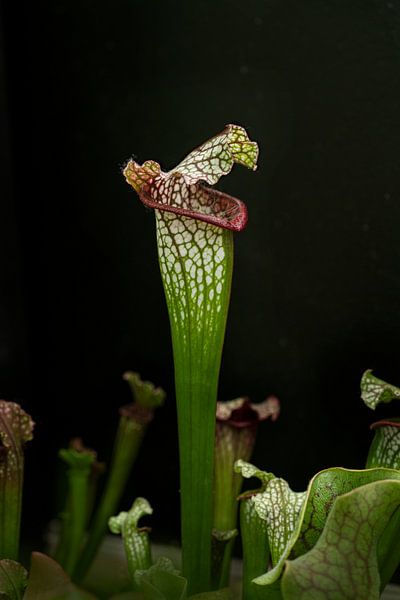 Flesh eating plant. Nature close up by Alie Ekkelenkamp