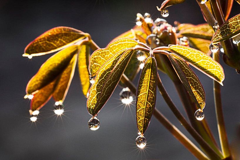 Akebia pearls by Rob Boon