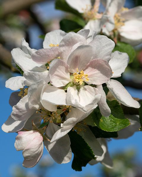 Apfelbaum (Malus domestica) in Blüte von Alexander Ludwig