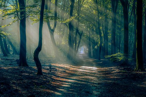 Licht van de ochtend zon valt op het bospad in mistige dageraad
